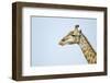 Giraffe, Moremi Game Reserve, Botswana-Paul Souders-Framed Photographic Print