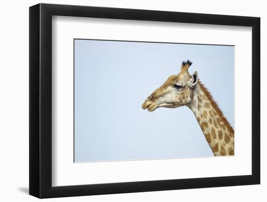 Giraffe, Moremi Game Reserve, Botswana-Paul Souders-Framed Photographic Print