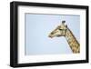 Giraffe, Moremi Game Reserve, Botswana-Paul Souders-Framed Photographic Print