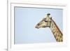 Giraffe, Moremi Game Reserve, Botswana-Paul Souders-Framed Photographic Print