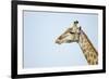 Giraffe, Moremi Game Reserve, Botswana-Paul Souders-Framed Photographic Print