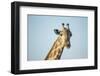 Giraffe, Moremi Game Reserve, Botswana-Paul Souders-Framed Photographic Print