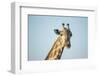 Giraffe, Moremi Game Reserve, Botswana-Paul Souders-Framed Photographic Print