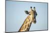 Giraffe, Moremi Game Reserve, Botswana-Paul Souders-Mounted Photographic Print