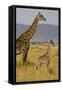 Giraffe Mother and Baby Giraffe on the Savanah of the Masai Mara, Kenya Africa-Darrell Gulin-Framed Stretched Canvas