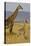 Giraffe Mother and Baby Giraffe on the Savanah of the Masai Mara, Kenya Africa-Darrell Gulin-Stretched Canvas