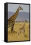 Giraffe Mother and Baby Giraffe on the Savanah of the Masai Mara, Kenya Africa-Darrell Gulin-Framed Stretched Canvas