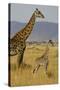 Giraffe Mother and Baby Giraffe on the Savanah of the Masai Mara, Kenya Africa-Darrell Gulin-Stretched Canvas