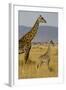 Giraffe Mother and Baby Giraffe on the Savanah of the Masai Mara, Kenya Africa-Darrell Gulin-Framed Photographic Print