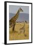 Giraffe Mother and Baby Giraffe on the Savanah of the Masai Mara, Kenya Africa-Darrell Gulin-Framed Photographic Print