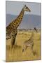 Giraffe Mother and Baby Giraffe on the Savanah of the Masai Mara, Kenya Africa-Darrell Gulin-Mounted Photographic Print