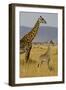 Giraffe Mother and Baby Giraffe on the Savanah of the Masai Mara, Kenya Africa-Darrell Gulin-Framed Photographic Print