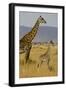 Giraffe Mother and Baby Giraffe on the Savanah of the Masai Mara, Kenya Africa-Darrell Gulin-Framed Photographic Print