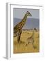 Giraffe Mother and Baby Giraffe on the Savanah of the Masai Mara, Kenya Africa-Darrell Gulin-Framed Photographic Print