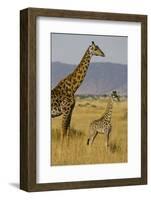 Giraffe Mother and Baby Giraffe on the Savanah of the Masai Mara, Kenya Africa-Darrell Gulin-Framed Photographic Print