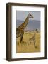 Giraffe Mother and Baby Giraffe on the Savanah of the Masai Mara, Kenya Africa-Darrell Gulin-Framed Photographic Print