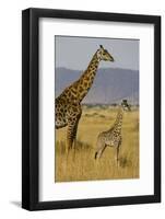 Giraffe Mother and Baby Giraffe on the Savanah of the Masai Mara, Kenya Africa-Darrell Gulin-Framed Photographic Print