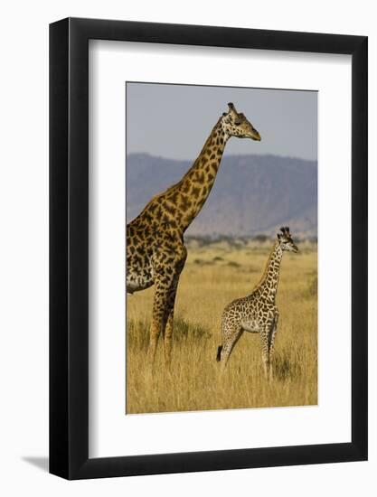 Giraffe Mother and Baby Giraffe on the Savanah of the Masai Mara, Kenya Africa-Darrell Gulin-Framed Photographic Print