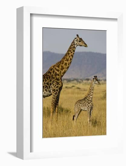 Giraffe Mother and Baby Giraffe on the Savanah of the Masai Mara, Kenya Africa-Darrell Gulin-Framed Photographic Print