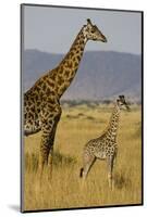 Giraffe Mother and Baby Giraffe on the Savanah of the Masai Mara, Kenya Africa-Darrell Gulin-Mounted Photographic Print