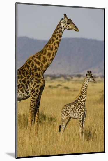 Giraffe Mother and Baby Giraffe on the Savanah of the Masai Mara, Kenya Africa-Darrell Gulin-Mounted Photographic Print