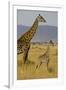 Giraffe Mother and Baby Giraffe on the Savanah of the Masai Mara, Kenya Africa-Darrell Gulin-Framed Photographic Print