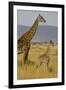 Giraffe Mother and Baby Giraffe on the Savanah of the Masai Mara, Kenya Africa-Darrell Gulin-Framed Photographic Print