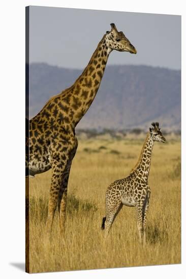 Giraffe Mother and Baby Giraffe on the Savanah of the Masai Mara, Kenya Africa-Darrell Gulin-Stretched Canvas