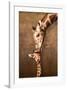 Giraffe Mother's Kiss-null-Framed Premium Giclee Print