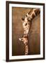Giraffe Mother's Kiss-null-Framed Premium Giclee Print