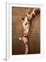 Giraffe Mother's Kiss-null-Framed Premium Giclee Print