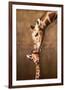 Giraffe Mother's Kiss-null-Framed Premium Giclee Print