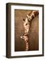 Giraffe Mother's Kiss-null-Framed Art Print