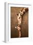 Giraffe Mother's Kiss-null-Framed Art Print