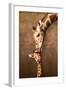 Giraffe Mother's Kiss-null-Framed Art Print