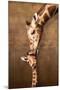 Giraffe Mother's Kiss-null-Mounted Art Print