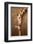 Giraffe Mother's Kiss-null-Framed Art Print