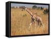 Giraffe, Murchison Falls Conservation Area, Uganda, Africa-Ivan Vdovin-Framed Stretched Canvas