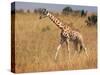 Giraffe, Murchison Falls Conservation Area, Uganda, Africa-Ivan Vdovin-Stretched Canvas