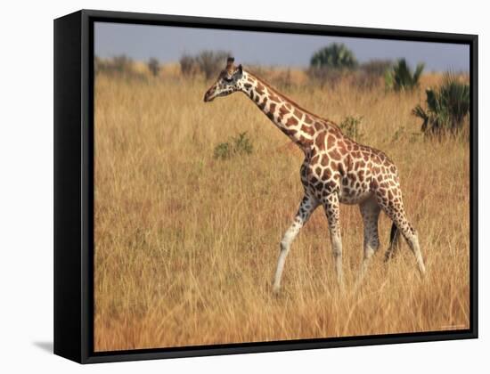 Giraffe, Murchison Falls Conservation Area, Uganda, Africa-Ivan Vdovin-Framed Stretched Canvas