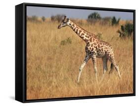 Giraffe, Murchison Falls Conservation Area, Uganda, Africa-Ivan Vdovin-Framed Stretched Canvas