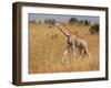 Giraffe, Murchison Falls Conservation Area, Uganda, Africa-Ivan Vdovin-Framed Photographic Print