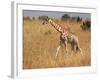 Giraffe, Murchison Falls Conservation Area, Uganda, Africa-Ivan Vdovin-Framed Photographic Print