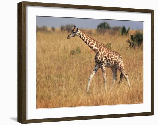 Giraffe, Murchison Falls Conservation Area, Uganda, Africa-Ivan Vdovin-Framed Photographic Print