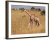 Giraffe, Murchison Falls Conservation Area, Uganda, Africa-Ivan Vdovin-Framed Photographic Print