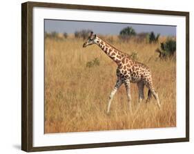 Giraffe, Murchison Falls Conservation Area, Uganda, Africa-Ivan Vdovin-Framed Photographic Print