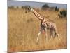 Giraffe, Murchison Falls Conservation Area, Uganda, Africa-Ivan Vdovin-Mounted Photographic Print