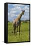 Giraffe, Nxai Pan National Park, Botswana, Africa-David Wall-Framed Stretched Canvas