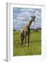 Giraffe, Nxai Pan National Park, Botswana, Africa-David Wall-Framed Photographic Print