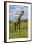 Giraffe, Nxai Pan National Park, Botswana, Africa-David Wall-Framed Photographic Print